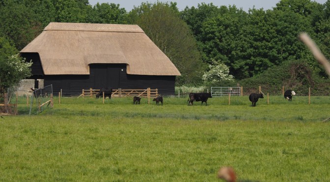 Picnic by the Barn